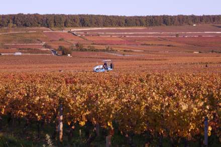 Vignes dorées sur la colline de Corton, en Bourgogne, près de la Tonnellerie Remond.