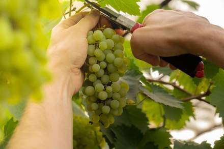 Vendanges en Bourgogne