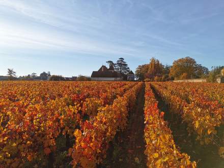 Vignes aux couleurs d’automne près de la Tonnellerie Remond en Bourgogne.